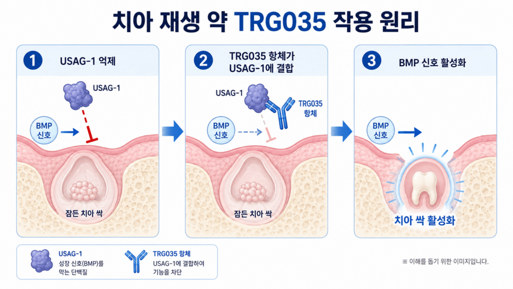 치아 재생